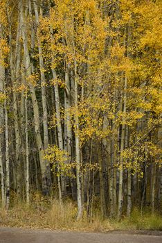 yellow aspen tree from colorado in autumn