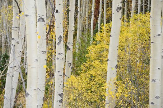 yellow aspen tree from colorado in autumn