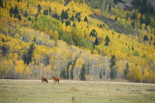 horse with fall color in teton village