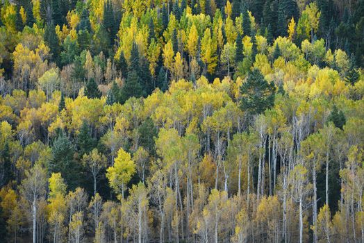 yellow aspen tree from colorado in autumn