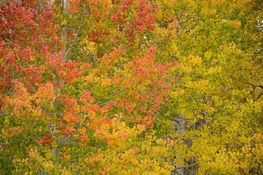 yellow aspen tree from colorado in autumn