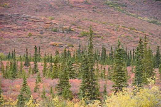 alaskan tundra in autumn