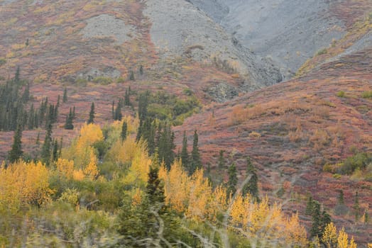 alaskan tundra in autumn