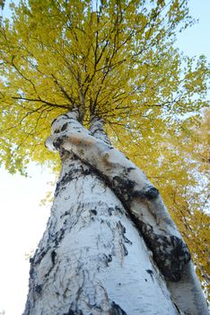 crooked aspen tree