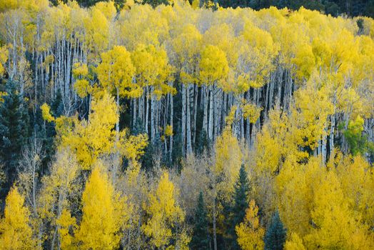 yellow aspen tree from colorado in autumn