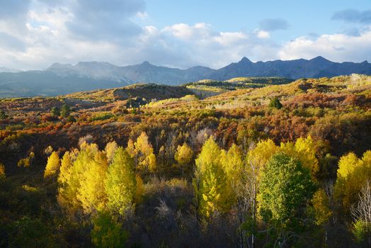 aspen in autumn at san juan mountains colorado