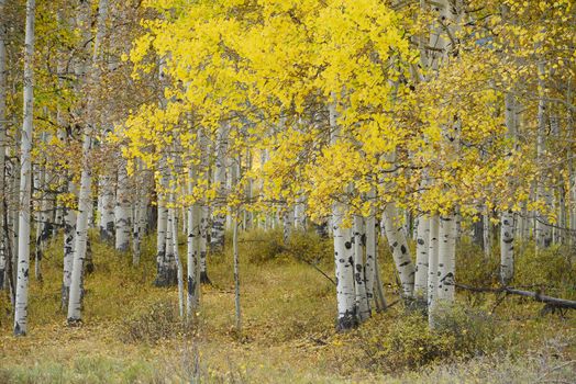 yellow aspen tree from colorado in autumn