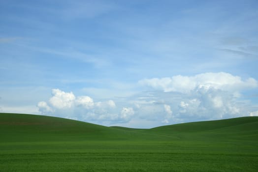 rolling hill of wheat farm land in palouse washington