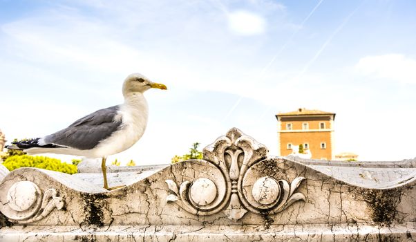 a seagull standing in rome over a marble balcuny