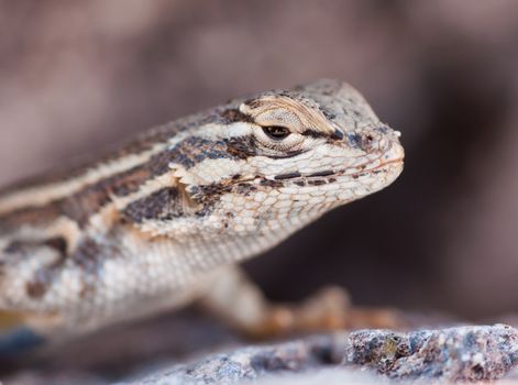 A happy lizard captured in Draper Utah