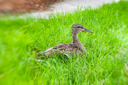 A small duck captured at Salt Lake Community College with a Lensbaby
