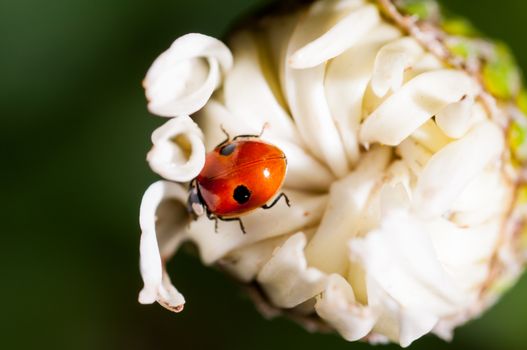 A ladybug sitting upon a flower waiting to bloom