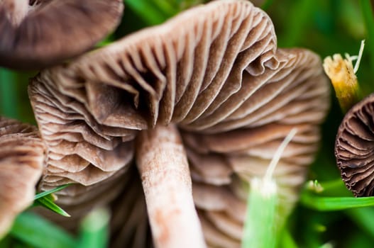 Close up view of Mushrooms in the Grass