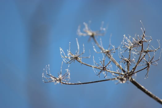 A frozen plant, blue sky, winter