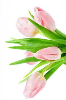 Bunch of Spring Pink Tulips with Droplets and Leafs isolated on white background