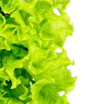 Leafs of Perfect Fresh Green Lettuce isolated on white background as Frame
