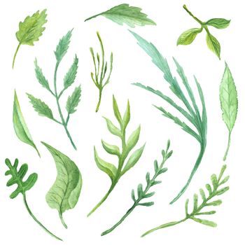 Collection of hand-painted green summer foliage for eco design