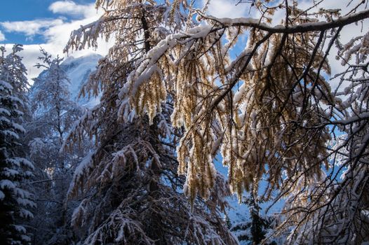 pecleret,chamonix,haute savoie,france