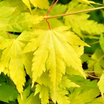 ACACIA LEAVES IN ALL THIER BEAUTY.