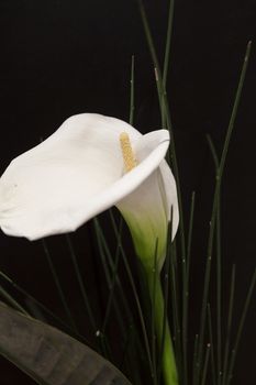 White Calla Lili with gren grass in front of black Background macro Detail
