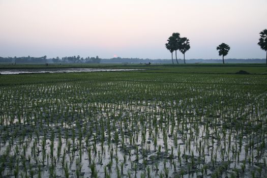 Twilight of the rice fields, Sundarbans, West Bengal, India