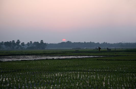 Twilight of the rice fields, Sundarbans, West Bengal, India