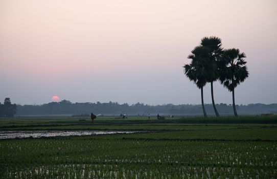 Twilight of the rice fields, Sunderbands, West Bengal, India