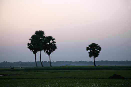 Twilight of the rice fields, Sunderbands, West Bengal, India