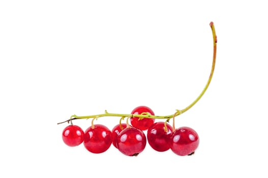 Bunch of red currant isolated on white background with clipping path