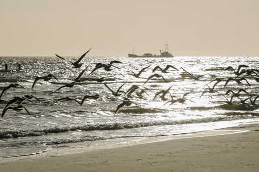 Abstract flock of birds above a Dutch beach
