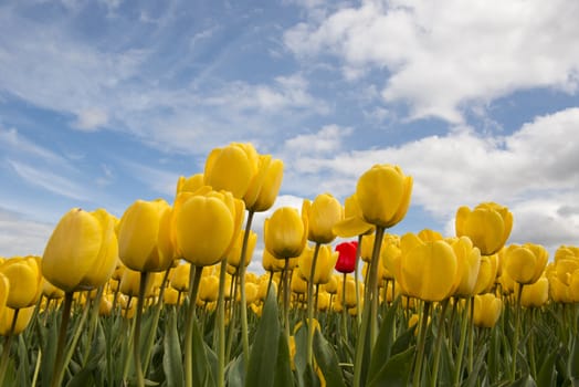 Yellow tulips field with one red tulip in the Noordoostpolder in the Netherlands
