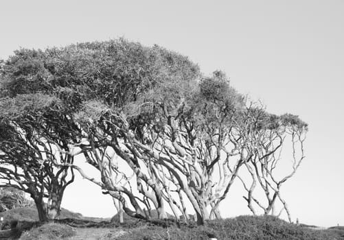 Wind blown tree on the coast of North Carolina shown in black and white