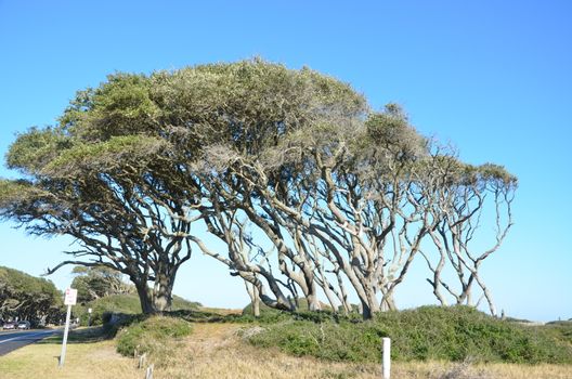 Wind blown tree on the coast of North Carolina