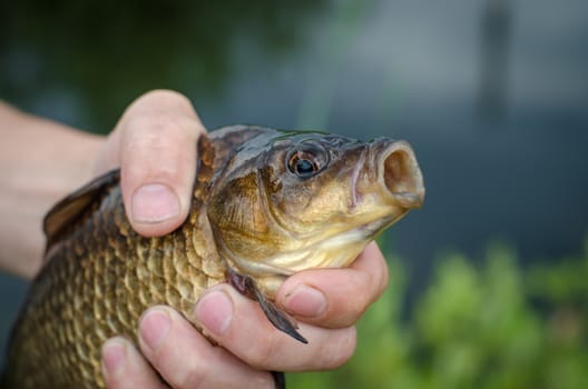 Carp just caught on the bait lake