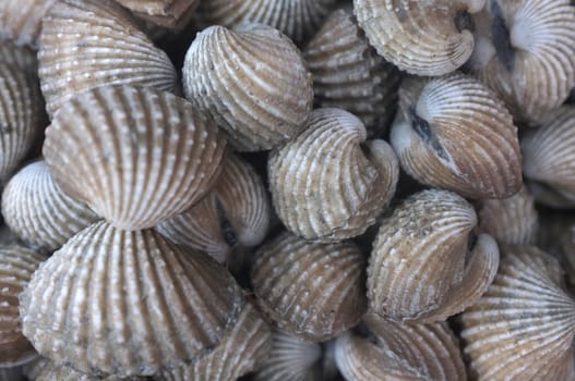 Raw fresh cockle
