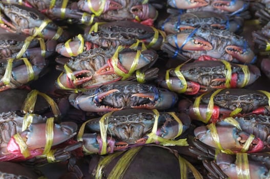 Mud sea crab tied with rope