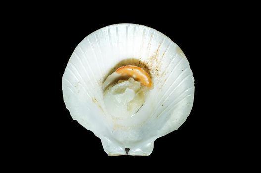 Raw fresh scallop