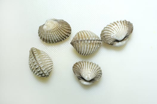 Raw fresh cockle