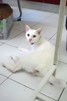 White cat with duo eyes colours, yellow and blue