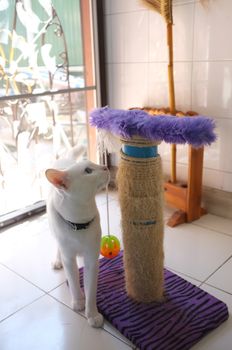 White cat with duo eyes colours, yellow and blue