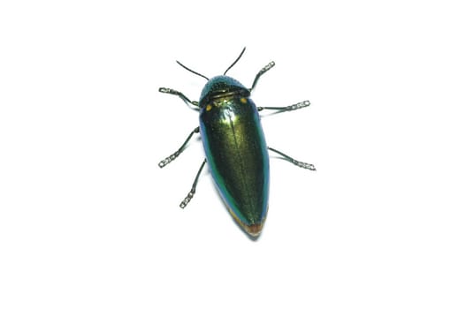Jewel beetle, Metallic wood-boring beetle in Thailand