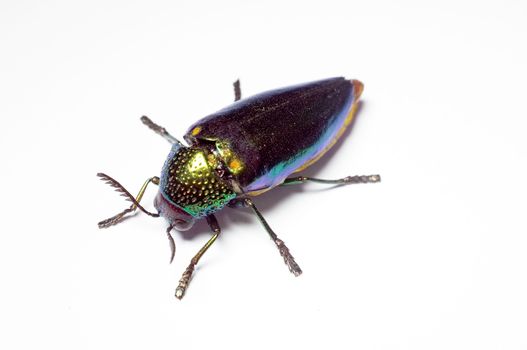 Jewel beetle, Metallic wood-boring beetle in Thailand