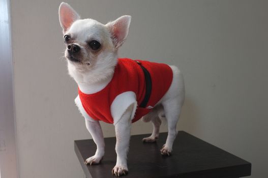 Sitting Chihuahua in red shirt