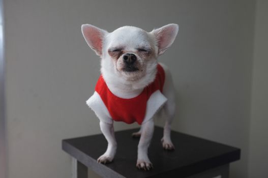 Sitting Chihuahua in red shirt