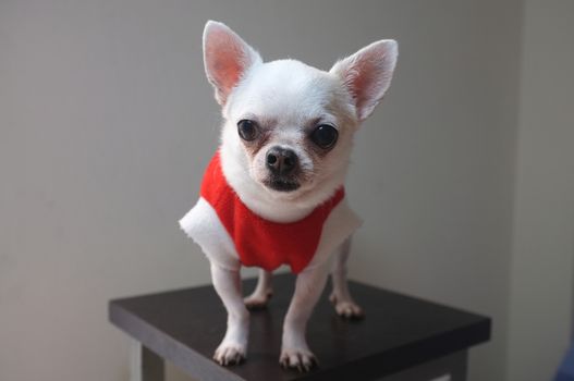 Sitting Chihuahua in red shirt