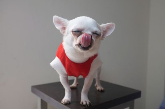 Sitting Chihuahua in red shirt