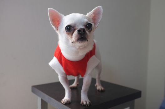 Sitting Chihuahua in red shirt