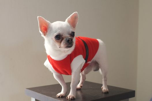 Sitting Chihuahua in red shirt