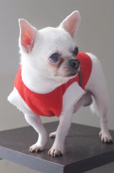 Sitting Chihuahua in red shirt