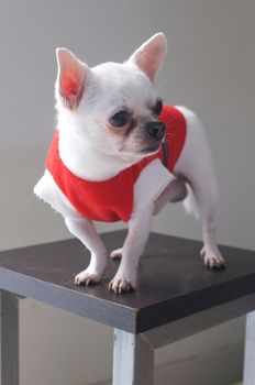 Sitting Chihuahua in red shirt